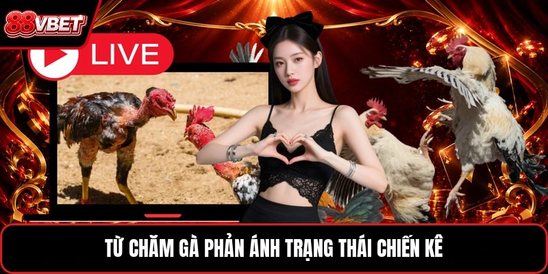 Từ chăm gà phản ánh trạng thái chiến kê